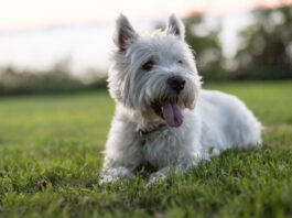 Σκύλος Ποιες ράτσες έχουν μεγαλύτερη πιθανότητα εμφάνισης καρκίνου σύμφωνα με.jpg
