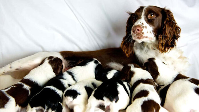 1743597527 Η σκυλίτσα σας ετοιμάζεται να γίνει περήφανη μανούλα – Τι.jpg