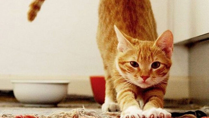 1743683426 Γάτα Όσα πρέπει να γνωρίζετε για τον ανοιξιάτικο οίστρο της.jpg