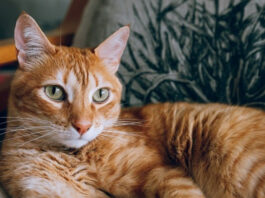 1743944816 Γιατί οι πορτοκαλί γάτες είναι συνήθως αρσενικές.jpg