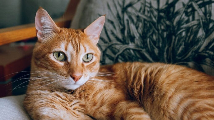 1743944816 Γιατί οι πορτοκαλί γάτες είναι συνήθως αρσενικές.jpg