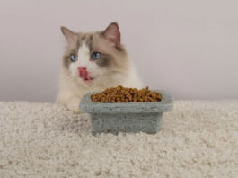 1744374950 Γάτα Τι πρέπει να τρώει για να παραμένει υγιής και.jpg