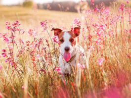 1744991531 Η άνοιξη είναι κατάλληλη για να πάρετε κουτάβι.jpg