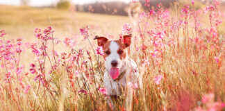 1744991531 Η άνοιξη είναι κατάλληλη για να πάρετε κουτάβι.jpg