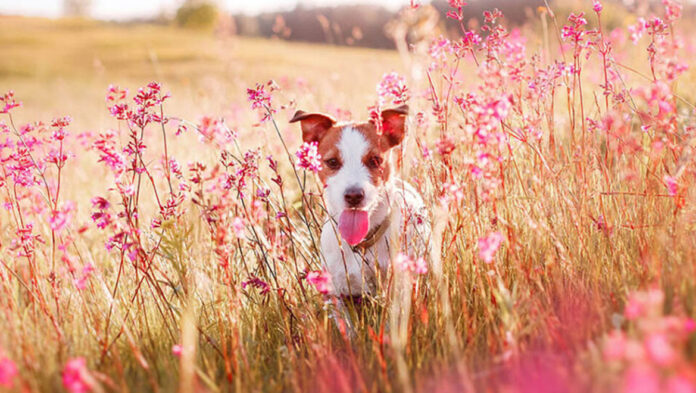 1744991531 Η άνοιξη είναι κατάλληλη για να πάρετε κουτάβι.jpg