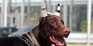 1745676920 Σκύλος Κόψιμο αυτιών – Πώς τα επηρεάζει αρνητικά.jpg