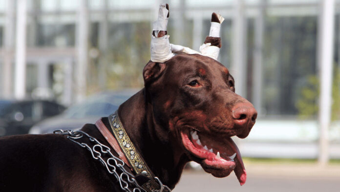 1745676920 Σκύλος Κόψιμο αυτιών – Πώς τα επηρεάζει αρνητικά.jpg 1745676920 Σκύλος Κόψιμο αυτιών – Πώς τα επηρεάζει αρνητικά.jpg