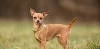 1745927539 Τι σημαίνει η κάθε ράτσα σκύλου για τον ιδιοκτήτη της.jpg