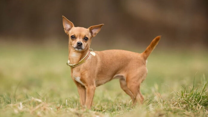 1745927539 Τι σημαίνει η κάθε ράτσα σκύλου για τον ιδιοκτήτη της.jpg