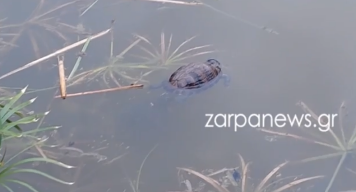 xelona.png xelona.png