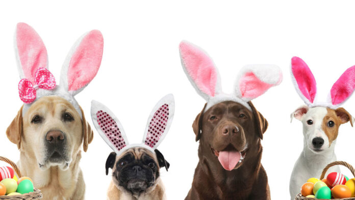 Πάσχα με τον σκύλο μας και όσα πρέπει να προσέξουμε.jpg