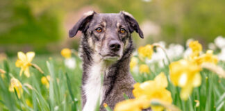 Ποιες ασθένειες διασπείρουμε αν δεν μαζεύουμε τα περιττώματα του σκύλου.jpg