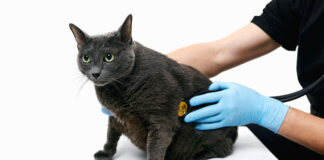 Πότε πρέπει να πάτε τη γάτα σας στα επείγοντα.jpg