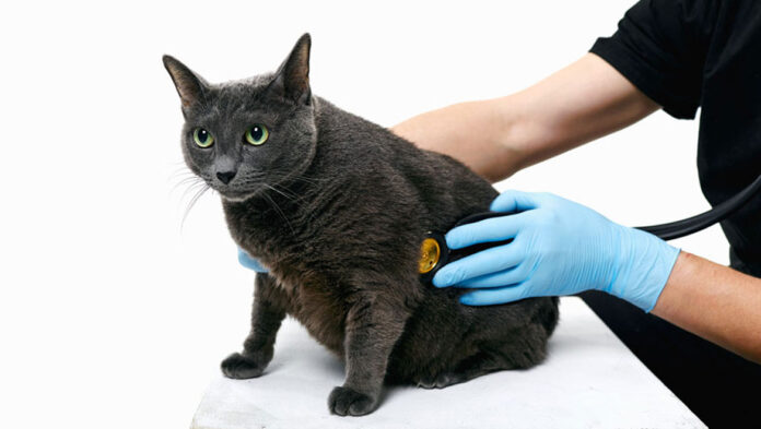 Πότε πρέπει να πάτε τη γάτα σας στα επείγοντα.jpg