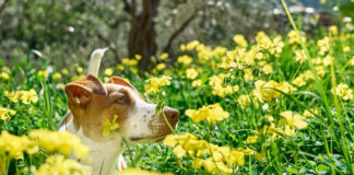 Πώς μπορεί το κατοικίδιό σας να απολαύσει την άνοιξη.jpg