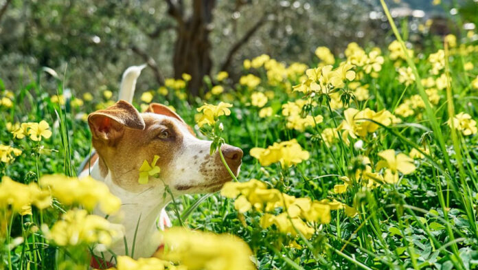 Πώς μπορεί το κατοικίδιό σας να απολαύσει την άνοιξη.jpg