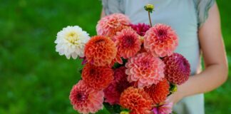 1 maioy loyloudia eyergetika ofeli.jpg