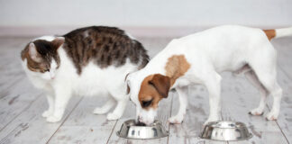 1746622356 Γιατί οι γάτες δεν πρέπει να τρώνε ίδιες τροφές με.jpg