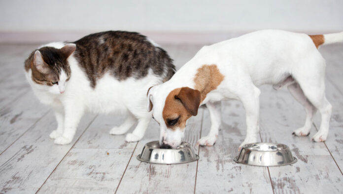 1746622356 Γιατί οι γάτες δεν πρέπει να τρώνε ίδιες τροφές με.jpg