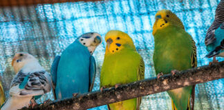 1746966669 10 χρήσιμες πληροφορίες αν θέλετε να υιοθετήσετε παπαγαλάκι budgie.jpg