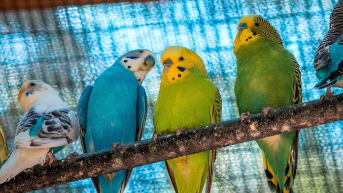 1746966669 10 χρήσιμες πληροφορίες αν θέλετε να υιοθετήσετε παπαγαλάκι budgie.jpg