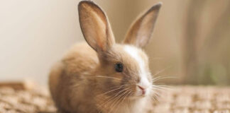 1747308613 Κουνέλι 11 αστείες συμπεριφορές με τη γλώσσα του σώματός τους.jpg