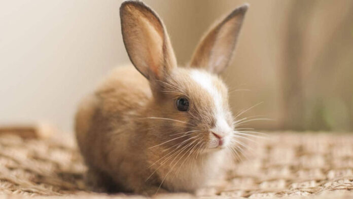 1747308613 Κουνέλι 11 αστείες συμπεριφορές με τη γλώσσα του σώματός τους.jpg