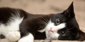 1747578757 Γάτες 5 λόγοι που κάνουν καλό στην υγεία μας.jpg