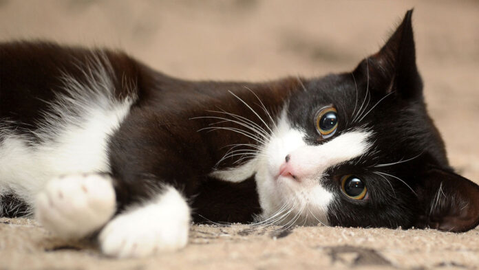 1747578757 Γάτες 5 λόγοι που κάνουν καλό στην υγεία μας.jpg