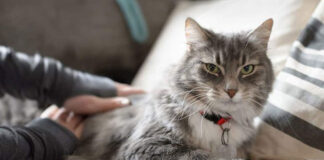 1747832359 Πώς να πειθαρχήσετε τη γάτα σας.jpg