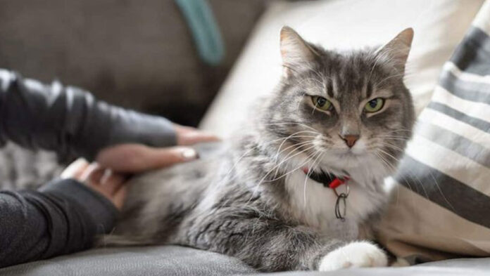 1747832359 Πώς να πειθαρχήσετε τη γάτα σας.jpg