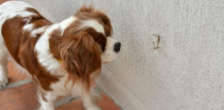 1748015176 Άνοιξη Ποια έντομα είναι επικίνδυνα για το κατοικίδιό σας.jpg