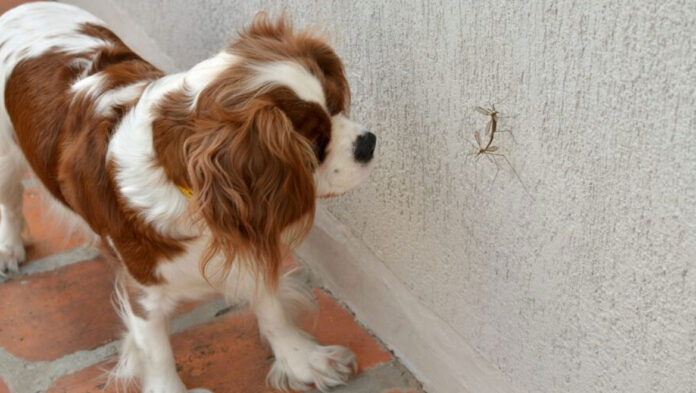 1748015176 Άνοιξη Ποια έντομα είναι επικίνδυνα για το κατοικίδιό σας.jpg