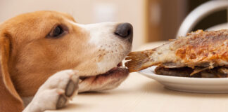 1748436677 Σκύλος Μπορεί να φάει θαλασσινά.jpg