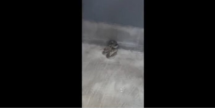 Capture 277 1024x515.jpg