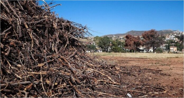 oikopeda 1.jpg oikopeda 1.jpg