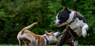 Δώδεκα λόγοι που ένας σκύλος επιτίθεται.jpg