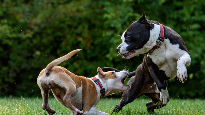 Δώδεκα λόγοι που ένας σκύλος επιτίθεται.jpg