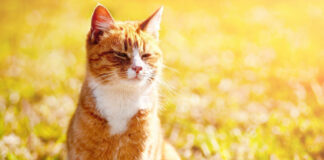 Οι γάτες λατρεύουν τον ήλιο – Γιατί συμβαίνει αυτό.jpg