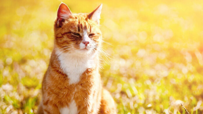 Οι γάτες λατρεύουν τον ήλιο – Γιατί συμβαίνει αυτό.jpg