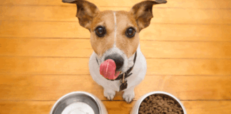 Σκύλος 9 τροφές που μπορείτε να αγοράζετε από το super.gif