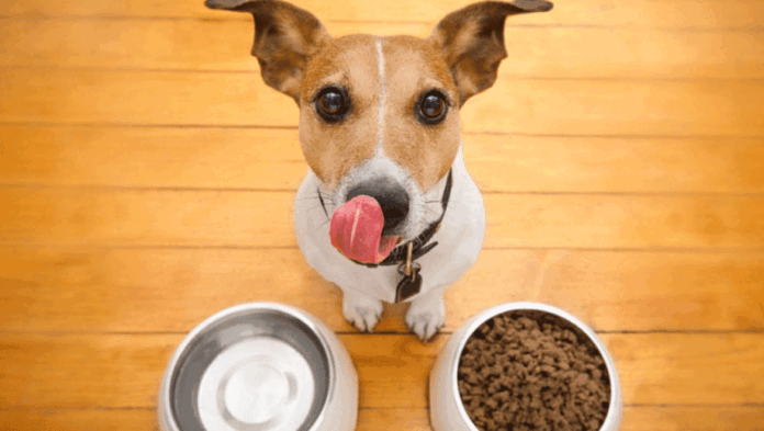 Σκύλος 9 τροφές που μπορείτε να αγοράζετε από το super.gif