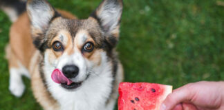 1749122361 Καλοκαίρι Ποιες τροφές είναι κατάλληλες για τον σκύλο σας.jpg