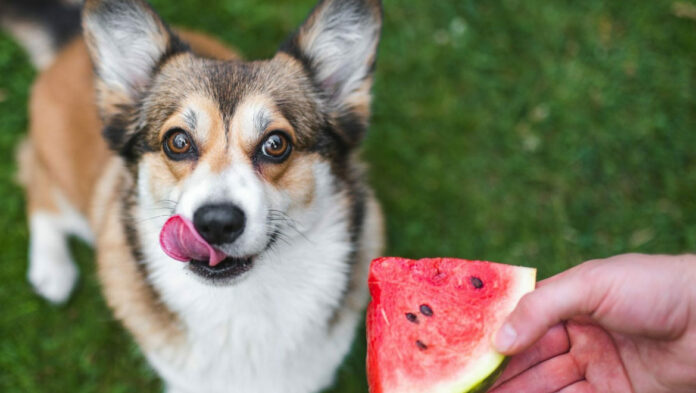 1749122361 Καλοκαίρι Ποιες τροφές είναι κατάλληλες για τον σκύλο σας.jpg