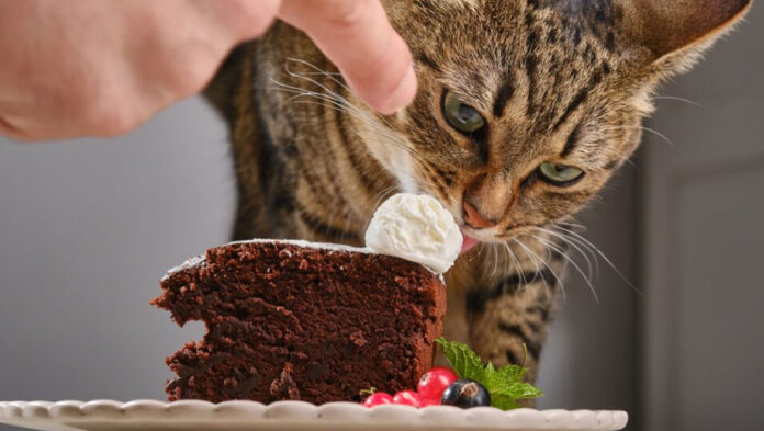 1749728009 Ποιες ανθρώπινες τροφές δεν πρέπει να φάει η γάτα.jpg