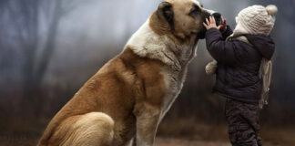 dog.jpg