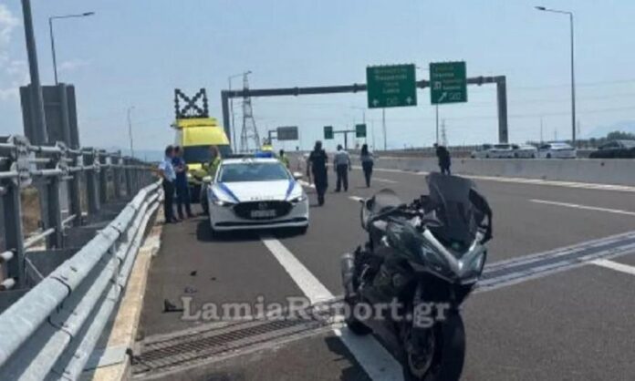 lamia distixima 225548.jpg