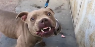 pitbull 1024x607.png