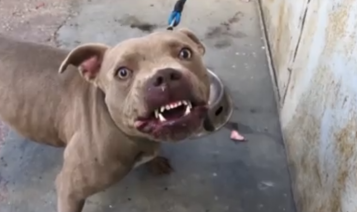 pitbull 1024x607.png