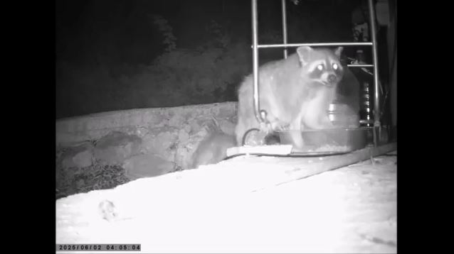 rakoun.jpg rakoun.jpg